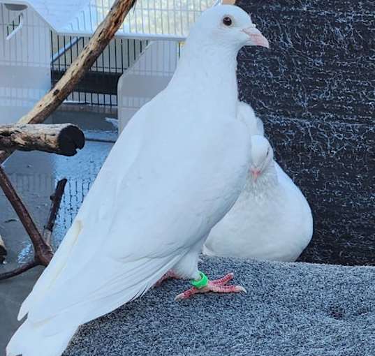 Photo of Angel