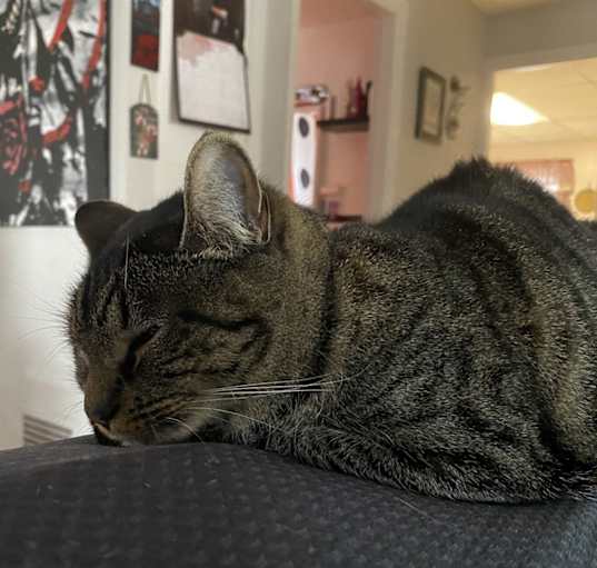 Photo of Ophelia