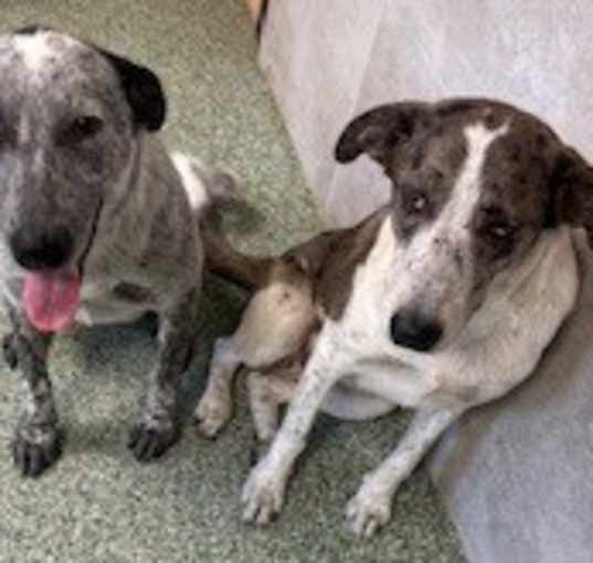 Photo of Speckles and Freckles BONDED