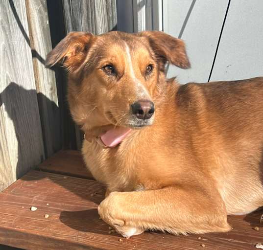 Photo of Daisy
