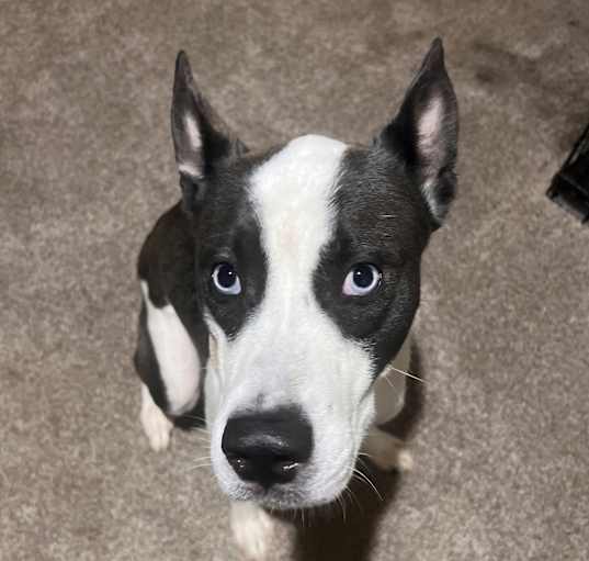 Photo of Ozzie