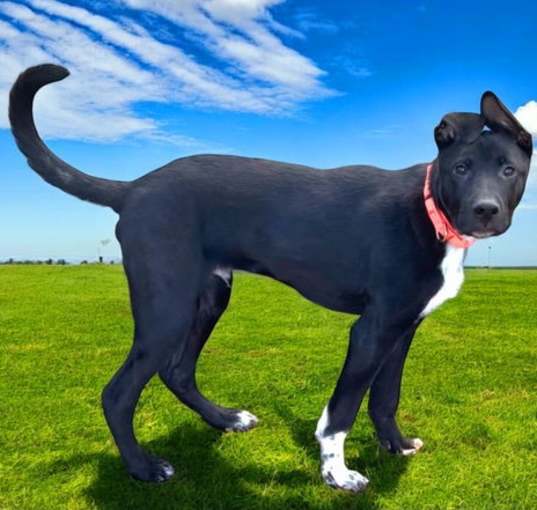 Photo of PUPPY BEAR BEAR