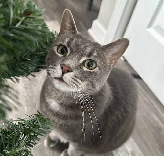 Photo of Abbey - Chonky Chonk