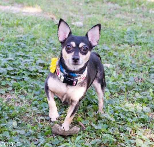 Photo of Kiwi