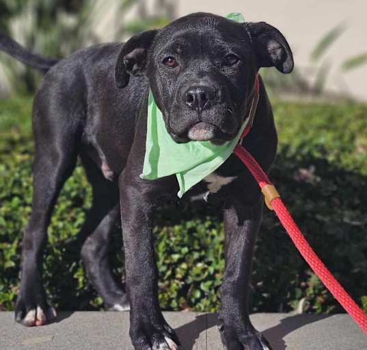 Photo of Guinness