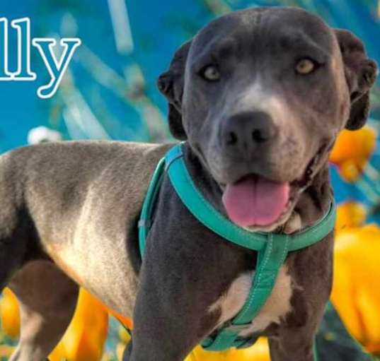 Photo of Holly - Adoption Fee Sponsored!