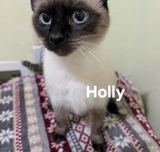 Photo of Holly