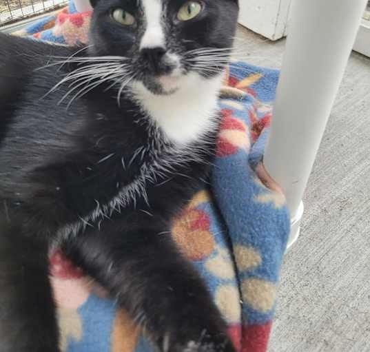 Photo of ORLANDO Kitten