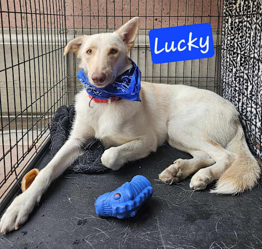 Photo of Lucky