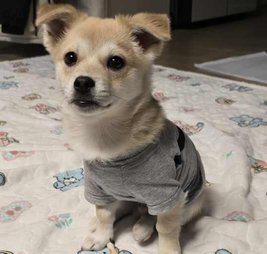 Photo of Hamong