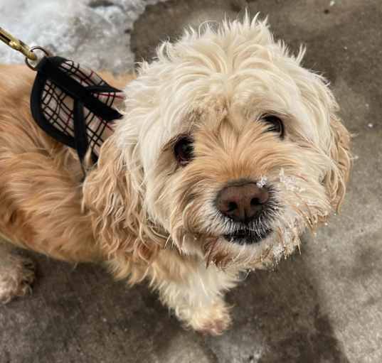 Photo of Cooper
