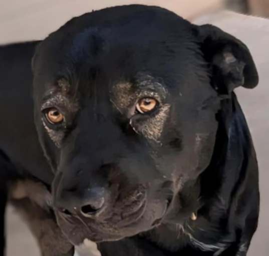 Photo of Benny