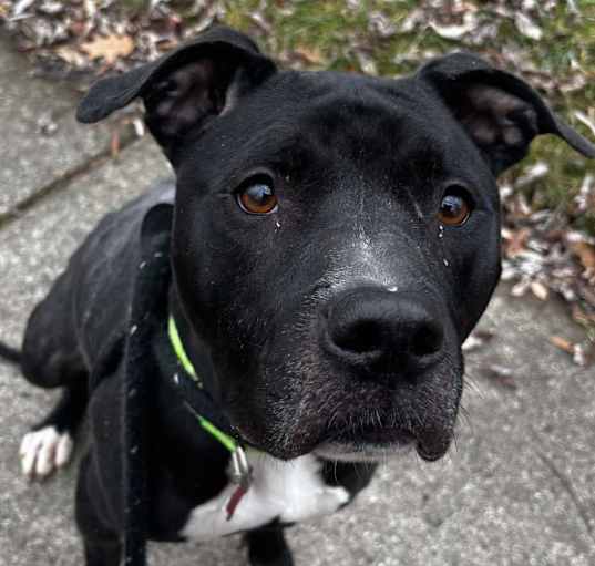 Photo of Dahlia