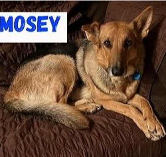 Photo of Mosey