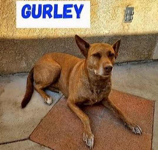 Photo of Gurley