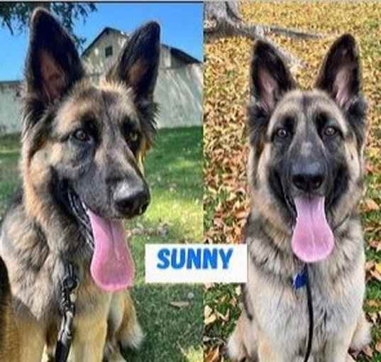 Photo of Sunny