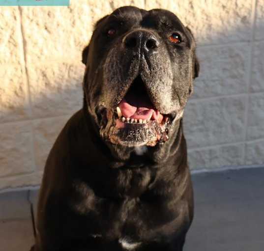 Photo of Bo