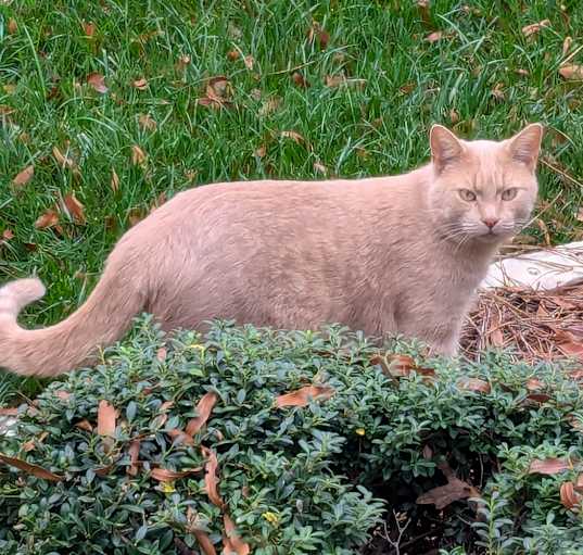 Photo of Mel (Caramel)