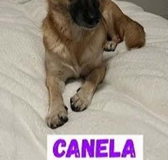 Photo of Canela