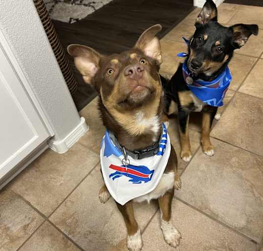 Photo of Bear and Hershey