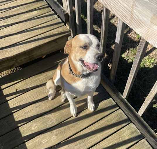Photo of Mr. Bojangles