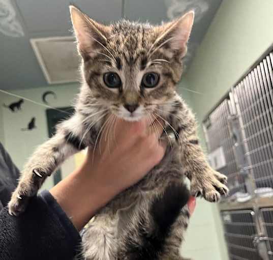 Photo of Stormy