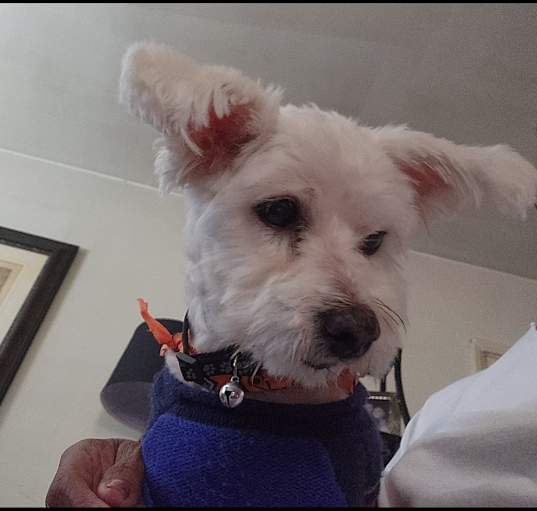 Photo of Dasher