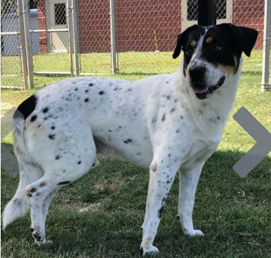 Photo of Casper