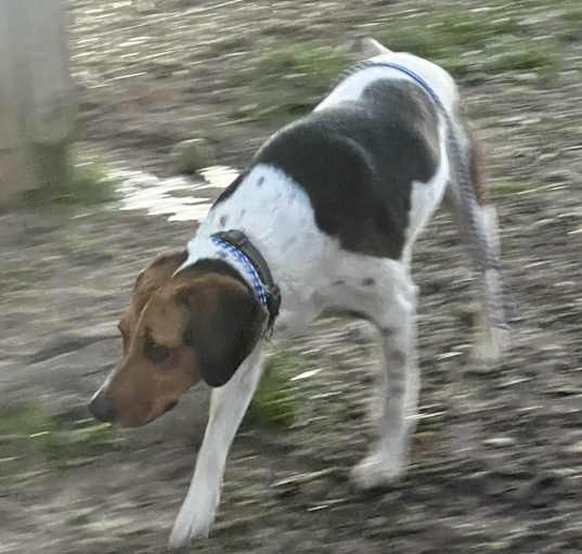 Photo of Wishbone