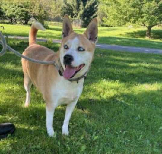 Photo of Honey
