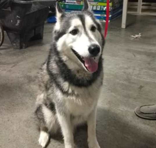Photo of Thor - Winter