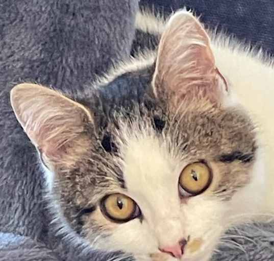 Photo of KeeKee