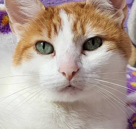 Photo of Clementine