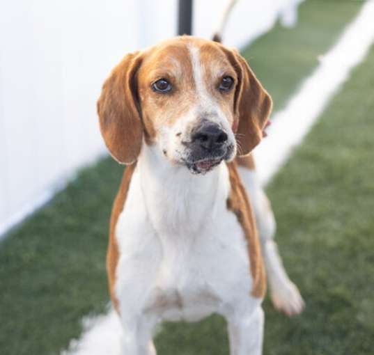 Photo of Ryder