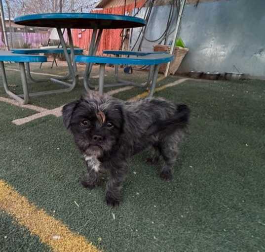 Photo of Olive - ADOPTED 2/25