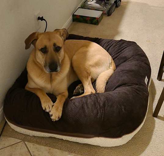 Photo of Layla