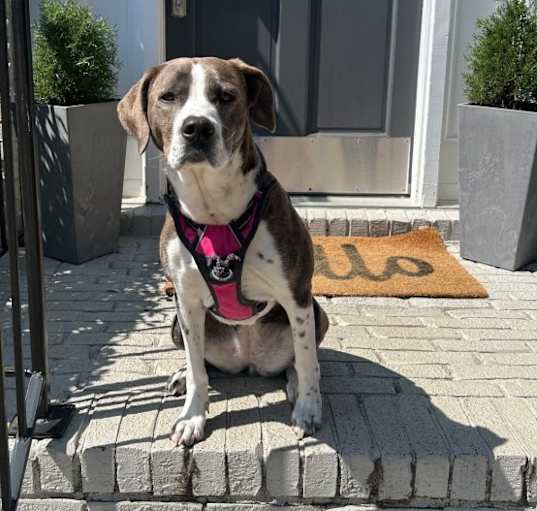 Photo of Nala