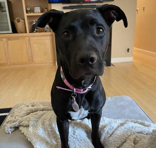 Photo of Nova