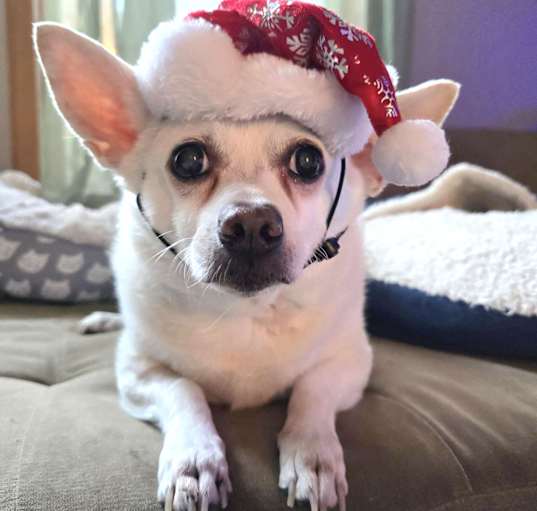 Photo of Joey