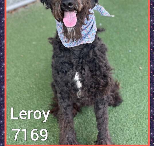 Photo of LEROY/BEANS