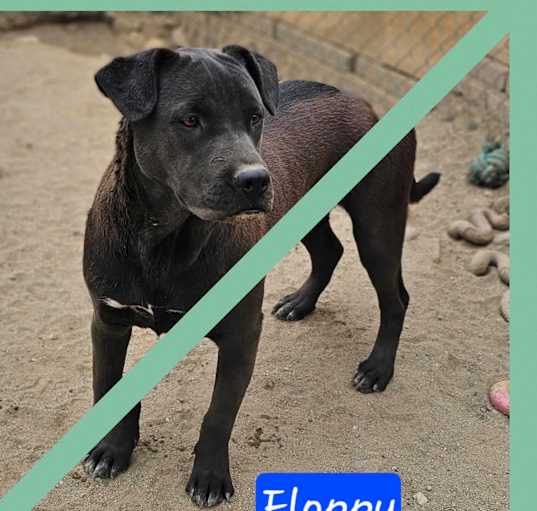 Photo of Floppy