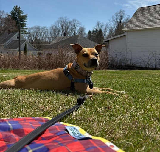 Photo of Carol (FOSTERED LOCALLY)