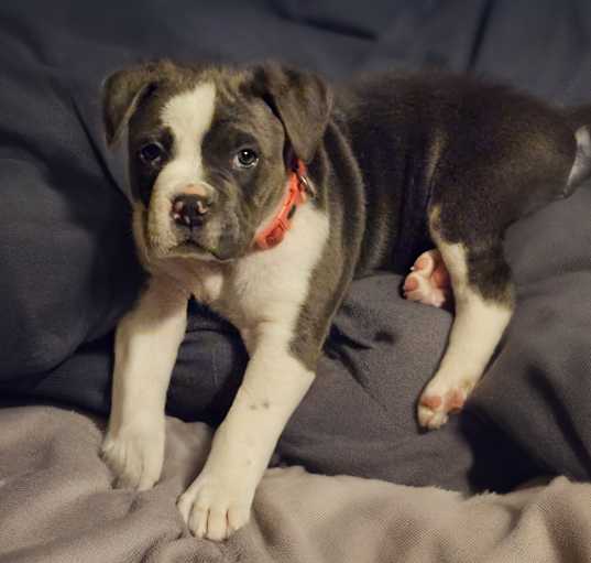 Photo of Zzrig Lee Brutus dogsocial