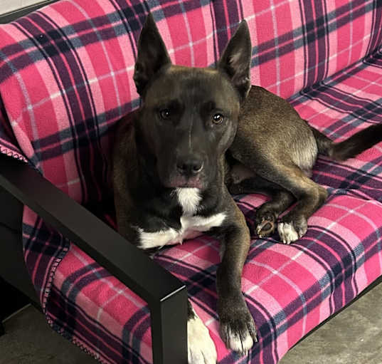 Photo of Roscoe
