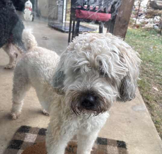 Photo of Teddy