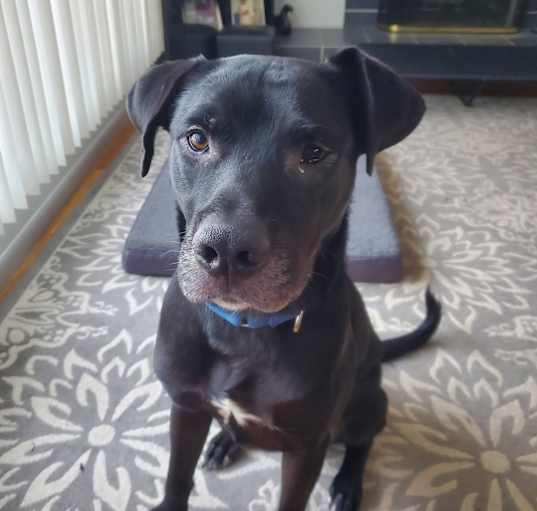 Photo of Knight Rider