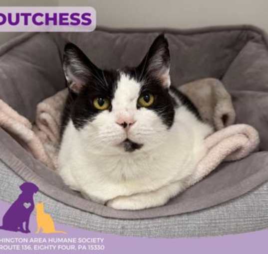 Photo of Dutchess