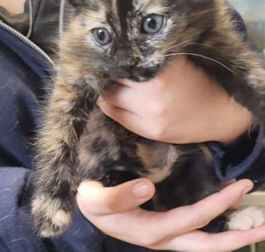 Photo of Blossom