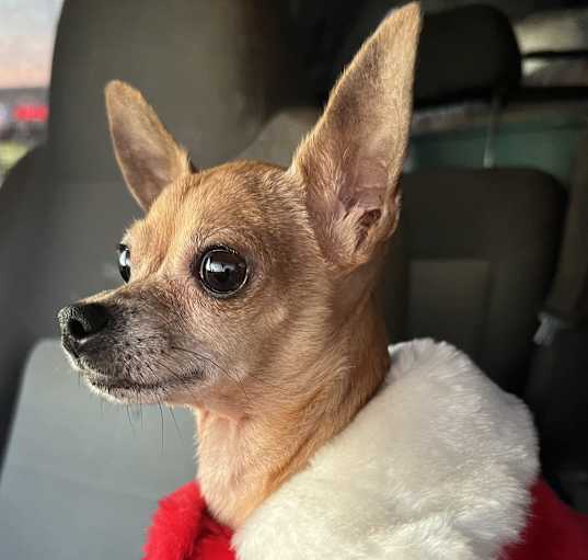 Photo of Lil Miss Gigi