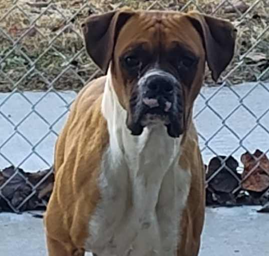 Photo of Gunner